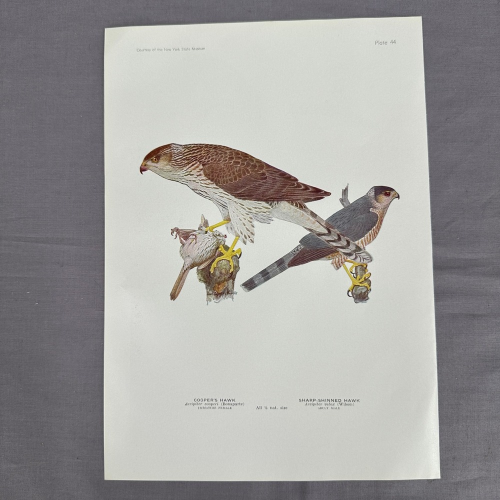 1936 Louis A Fuertes Coopers Hawk Sharp Shinned Hawk Bird Print Plate Wall Art